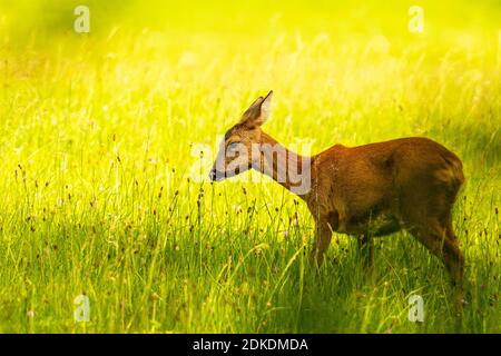 Un doe, cerf femelle, se dresse dans la grande herbe sur un pré de fleurs d'été. Banque D'Images