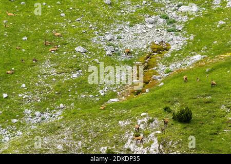 Un groupe de chamois sur un pré vert dans les monts Karwendel au printemps. Banque D'Images