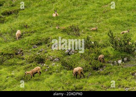 Un groupe de chamois sur un pré vert sur la montagne. Banque D'Images