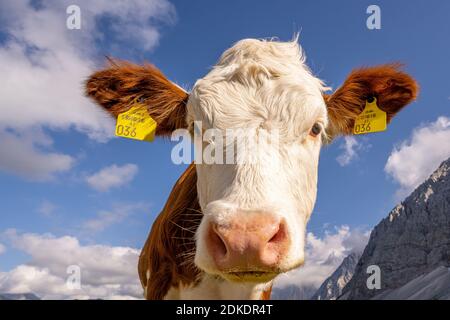 Portrait d'une jeune vache ou vache à lait dans le Karwendel sur le Graslegerbichl près de la Karwendelhaus dans le Tyrol / Autriche Banque D'Images