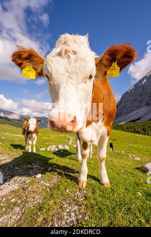 Portrait d'une jeune vache ou vache à lait dans le Karwendel sur le Graslegerbichl près de la Karwendelhaus dans le Tyrol / Autriche Banque D'Images