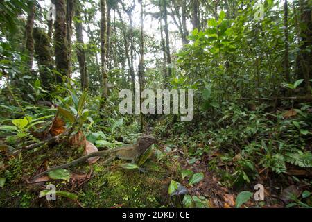 Lézard en bois à gorge rouge (Enyalioides rubrigularis) dans son habitat naturel, forêt tropicale montagnarde mossy au-dessus de la vallée du Rio Nangaritza dans la Cordillère del Banque D'Images