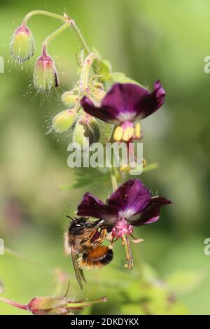 Femelle du maçon rouge (Osmia bicornis) Sur la fleur du crâne brun (Geranium phaeum) Banque D'Images