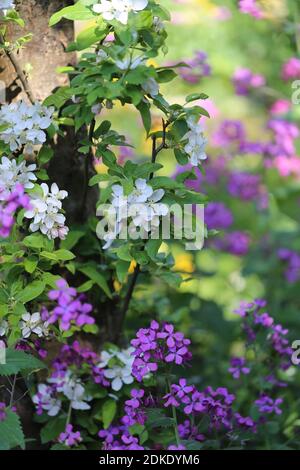 Fleur de la pomme de crabe 'Golden Hornet' avec de l'argent annuel Feuille (Lunaria annua) Banque D'Images