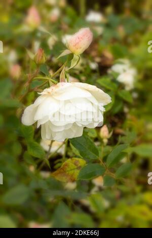 Rosa Iceberg fleurir à la fin de l'été, portrait naturel des plantes Banque D'Images