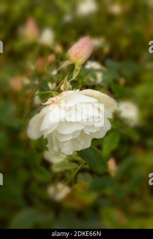 Rosa Iceberg fleurir à la fin de l'été, portrait naturel des plantes Banque D'Images