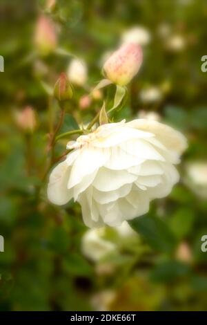 Rosa Iceberg fleurir à la fin de l'été, portrait naturel des plantes Banque D'Images