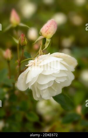 Rosa Iceberg fleurir à la fin de l'été, portrait naturel des plantes Banque D'Images