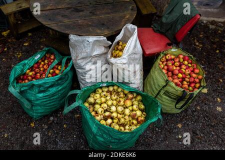 Pommes de cidre, Somerset. Banque D'Images