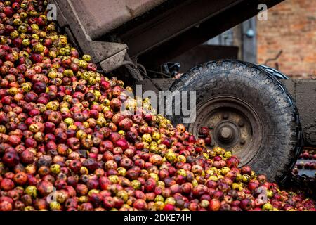 Pommes de cidre, Somerset. Banque D'Images