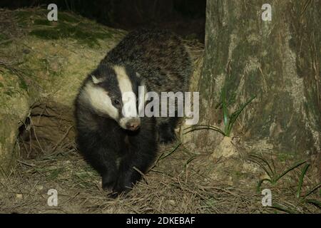 Blaireau féminin sauvage adulte (Meles meles) debout près d'un arbre. Forêt de Hemsted près de Cranbrooke Kent.13.04.2007 Banque D'Images