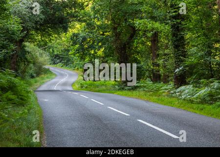 Angleterre, Hampshire, New Forest, route vide et arbres Banque D'Images