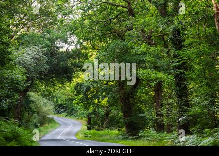 Angleterre, Hampshire, New Forest, route vide et arbres Banque D'Images