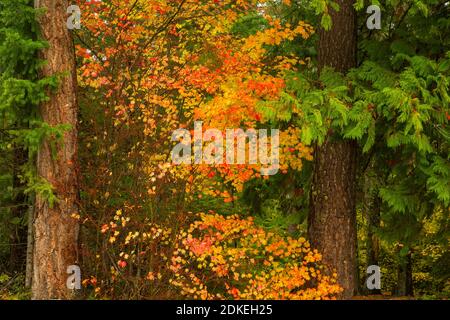 WA18751-00...WASHINGTON - érable de vigne de couleur automnale dans la forêt le long de la route Icicle Creek dans la forêt nationale de Wenatchee. Banque D'Images