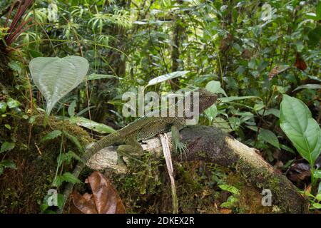 Lézard en bois à gorge rouge (Enyalioides rubrigularis) dans son habitat naturel, forêt tropicale montagnarde mossy au-dessus de la vallée du Rio Nangaritza dans la Cordillère del Banque D'Images