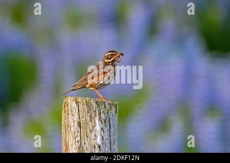 Rewing (Turdus iliacus) perchée sur un poteau de clôture en bois avec vis sans fin dans le bec été Banque D'Images