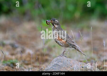 Rewing (Turdus iliacus) perchée sur une roche avec un ver dans le bec en été Banque D'Images