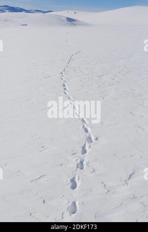 Empreintes de pieds de renard roux (Vulpes vulpes) dans la neige en hiver, Norvège Banque D'Images