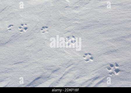 Renard roux (Vulpes vulpes) gros plan des empreintes des pattes avant/avant et pieds arrière / pattes arrière dans la neige en hiver Banque D'Images