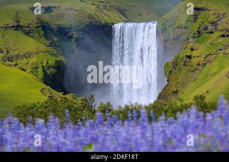 Skogafoss, chute d'eau de 63 m de haut située sur la rivière Skógá en été, Skógar, Islande Banque D'Images