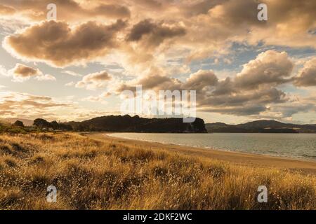 Cooks Beach, péninsule de Coromandel, Waitako, Île du Nord, Nouvelle-Zélande, Océanie Banque D'Images