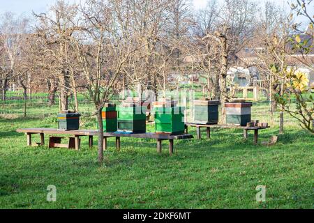 Ruches d'abeilles dans un jardin de ville Banque D'Images