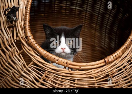 mignon petit noir blanc tuxedo british shorthair chaton reposant à l'intérieur du panier porte-chat en regardant vers l'extérieur Banque D'Images