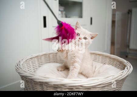 adorable chaton pylashort britannique jouant avec un jouet en plumes Banque D'Images