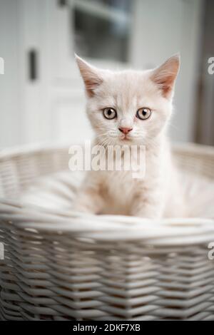 mignon petit chaton anglais de couleur crème assis sur le lit d'animal regarder l'appareil photo Banque D'Images