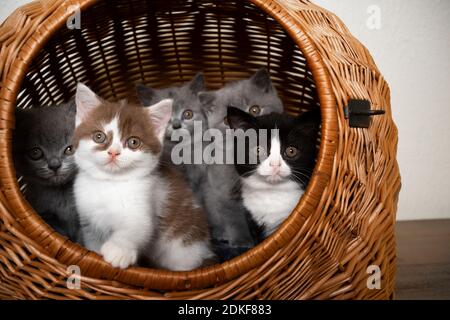 groupe de cinq chatons britanniques de shorthair de couleur différente se reposant ensemble intérieur du panier porte-animal avec vue sur l'extérieur Banque D'Images