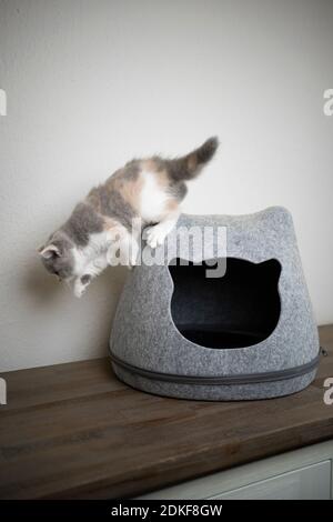 calico blanc british shorthair chaton saut vers le bas de feutre animal grotte en forme de tête de chat Banque D'Images