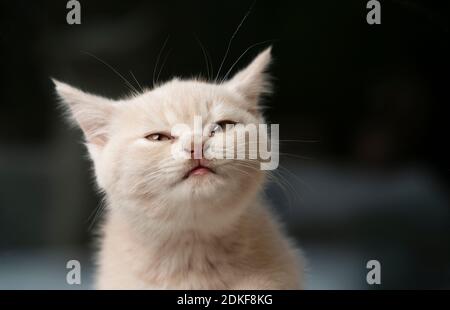 mignon petit chaton anglais couleur crème en faisant un visage drôle Banque D'Images