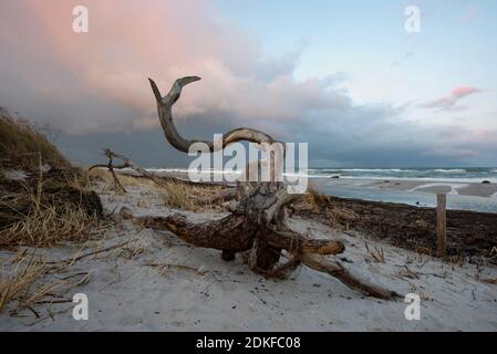 Allemagne, Mecklembourg-Poméranie occidentale, Prerow, sauvage et romantique plage ouest, Mer Baltique Banque D'Images