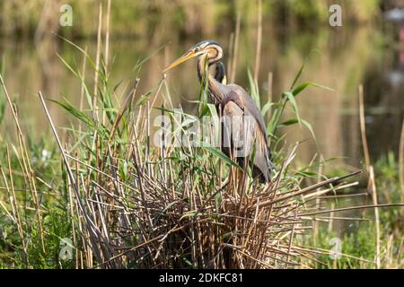 Purple Heron (Ardea purpurea) adult bird in its nest. Stock Photo