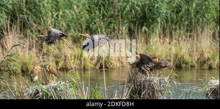 Germany, Baden-Wuerttemberg, purple heron in the Wagbach lowlands. [M] Stock Photo