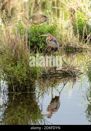 Allemagne, Bade-Wurtemberg, basses terres de Wagbach, héron pourpre (Ardea purpurea). Banque D'Images