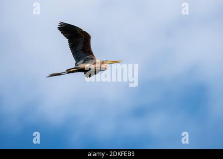 Germany, Baden-Wuerttemberg, Wagbach lowlands, purple heron (Ardea purpurea) in flight. Stock Photo