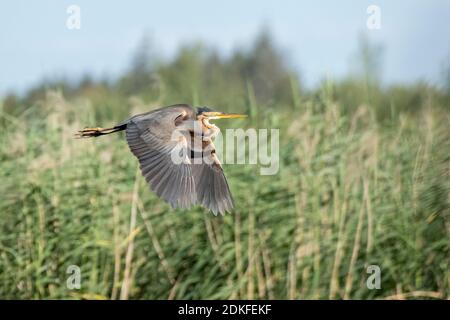 Purple Heron (Ardea purpurea) in flight. Stock Photo