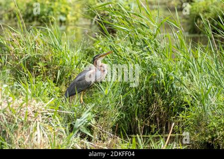 Allemagne, Bade-Wurtemberg, basses terres de Wagbach, héron pourpre (Ardea purpurea) à son nid. Banque D'Images