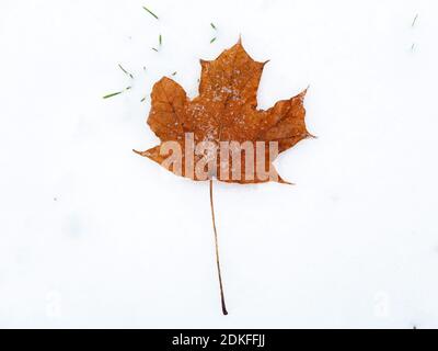 Feuille d'érable tombée recouverte de neige fondante sur de la neige fraîchement tombée. Objet isolé sur fond blanc Banque D'Images