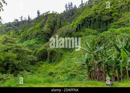 Tropical vegetation, excursion destination Anse Waterfalls, Anse des Cascades, Piton Sainte-Rose, Reunion Island, France, Africa, Indian Ocean Stock Photo