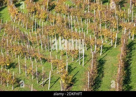 rows of vines, vineyards in autumn, hills of prosecco di conegliano and valdobbiadene, unesco world heritage site, province of treviso, veneto, italy Stock Photo