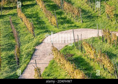 route à travers les rangées de vignes, vignobles en automne, collines de prosecco di conegliano et valdobbiadene, site classé au patrimoine mondial de l'unesco, province de trévise, vénétie, italie Banque D'Images