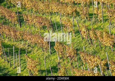 rows of vines, vineyards in autumn, hills of prosecco di conegliano and valdobbiadene, unesco world heritage site, province of treviso, veneto, italy Stock Photo