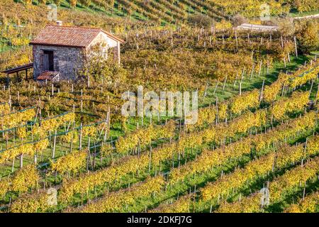 vineyards in autumn, hills of prosecco di conegliano and valdobbiadene, unesco world heritage site, province of treviso, veneto, italy Stock Photo