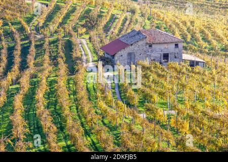 vineyards in autumn, hills of prosecco di conegliano and valdobbiadene, unesco world heritage site, province of treviso, veneto, italy Stock Photo