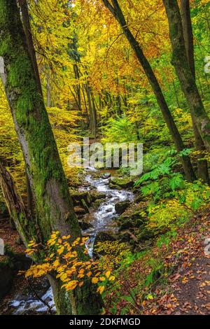 Allemagne, Saxe-Anhalt, parc national de Harz. Heinrich-Heine-Weg dans l'Ilsental près d'Ilsenburg. L'Ilse sur le sentier de randonnée Banque D'Images