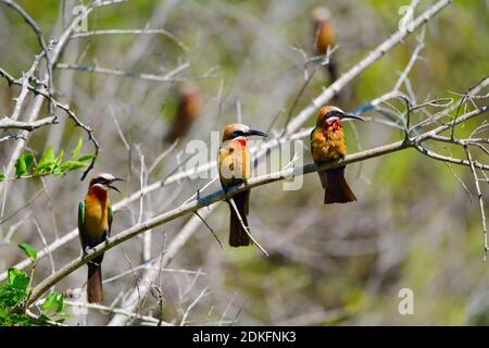 Mangeur d'abeilles à front blanc (Merops bullockoides) trois oiseaux assis sur la branche dans la réserve de gibier d'uMkhuze, Afrique du Sud. Banque D'Images