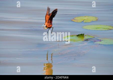 Jacana africaine (Actophilornis africanus) volant au-dessus de lilis d'eau, dans la réserve de gibier d'uMkhuze, Afrique du Sud. Banque D'Images