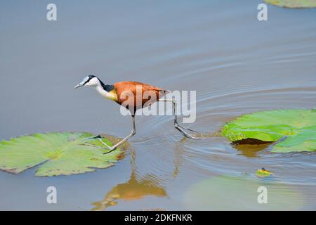 Jacana africaine (Actophilornis africanus) marchant sur des lilis d'eau dans la réserve de gibier d'uMkhuze, Afrique du Sud. Banque D'Images